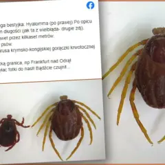 Duży kleszcz afrykański Hyalomma, groźny przenosiciel chorób, widziany ostatnio za granicą.