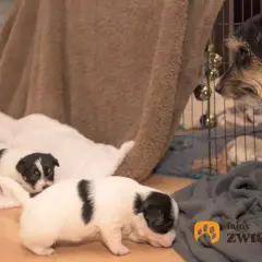 Kiedy szczeniak może wychodzić na dwór? Weterynarz radzi!