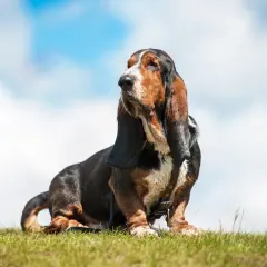 Mały pies myśliwski, basset hound, siedzi na trawie pod błękitnym niebem z chmurami.