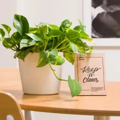 Zielony kwiat epipremnum w białej doniczce stoi obok tabliczki "Keep it Clean" na drewnianym stole.