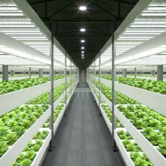 Un'enorme serra verticale con file infinite di lattuga verde brillante, illuminata da luci a LED. Un esempio di come coltivare in casa in modo efficiente.