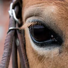 Zbliżenie na oko konia, ukazujące jego szerokie pole widzenia. Widok z boku, jak widzi koń, z fragmentem rzędu.