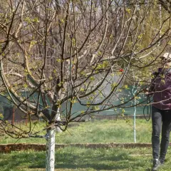 Osoba wykonuje opryski drzew owocowych, chroniąc je przed szkodnikami.