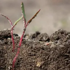 Młode siewki buraka ćwikłowego wyrastają z ziemi. Obrazek może pomóc oszacować, ile nasion buraka ćwikłowego na hektar zostało zasiane.