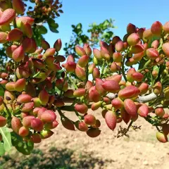 Gałąź pistacjowca oblepiona czerwono-zielonymi owocami, pokazująca, jak rosną pistacje.