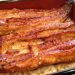Glistening grilled eel, a star of many eel recipes, served over fluffy white rice in a traditional Japanese bento box.