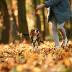 Jesienny spacer. Beagle wpatrzony w rękę opiekuna, zastanawia się, dlaczego pies chodzi za mną krok w krok.
