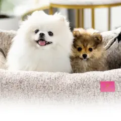 Kiedy pomeranian zmienia sierść? Odkryj kluczowe etapy linienia