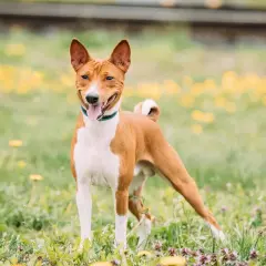 Rudy basenji z białymi znaczeniami, z językiem na wierzchu, stoi na łące pełnej żółtych kwiatów. Jego charakterystyczny, radosny wyraz pyska oddaje jego żywiołowy basenji charakter.