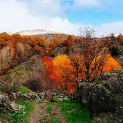 Un camino de tierra atraviesa un hayedo en Madrid, con árboles de hojas naranjas y rojas bajo un cielo azul.