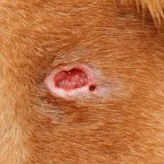 Primer plano de una herida abierta en la piel de un perro, mostrando tejido rojo y húmedo. Un ejemplo de los tipos de heridas en perros.