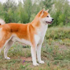 Akita inu pies czy suka – które lepiej pasują do twojego stylu życia?