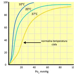 Wykres pokazuje efekt Bohra: im wyższa temperatura, tym niższe wysycenie hemoglobiny tlenem. Oddychanie jest efektywniejsze w niższych temperaturach.