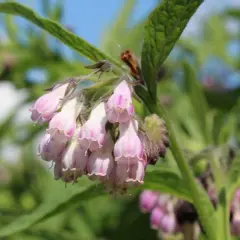 Symphytum officinale w homeopatii: jak skutecznie leczyć bóle stawów