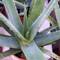Grube, soczyste liście aloesu, znane z tego, na co działa aloes, w doniczkach.
