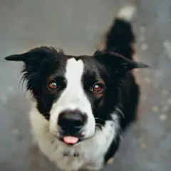Un adorable Border Collie, malgré une possible maladie, regarde avec espoir. Sa langue sort, un signe de vie.