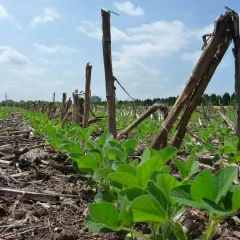 Giovani piantine di soia crescono tra i residui di mais. Terreno duro cosa fare? La semina diretta protegge il suolo.