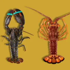 Dos mariscos parecidos a la langosta, uno oscuro con pinzas y otro anaranjado, posan sobre fondo amarillo.
