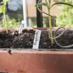 En liten planta av gurka Louisa växer i en kruka.