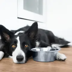 Smutny border collie czarny leży obok pustej miski, czekając na jedzenie.