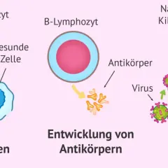 Immunabwehr: T-Zellen erkennen eigene Zellen, B-Zellen bilden Antikörper, natürliche Killerzellen zerstören infizierte Zellen. Dendritische Zellen spielen eine Rolle bei der Aktivierung.
