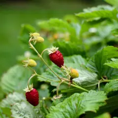 Två röda smultron hänger på en gren bland gröna blad. Det är en vacker syn som påminner om att det är dags att plantera smultron.