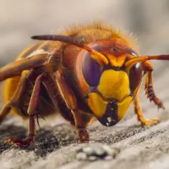 Szerszeń, groźny naturalny wróg osy, z bliska na drewnianej powierzchni.