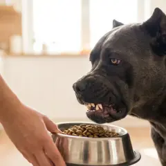 Un perro grande y oscuro mira con recelo un cuenco de comida. La protección de recursos en perros es clave para una convivencia armoniosa.