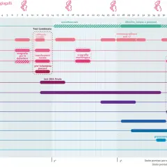 Il calendario gravidanza mostra le tappe fondamentali, dagli esami alle ecografie, fino al parto.
