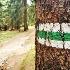 Zielony szlak na drzewie oznacza drogę przez las. Podążaj za nim, by odkryć piękno natury.
