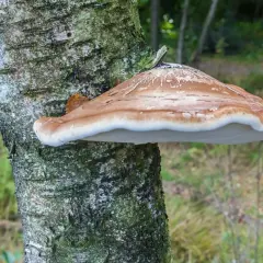 Białoporek brzozowy rośnie na pniu. Może być składnikiem ciekawego przepisu na grzyby.