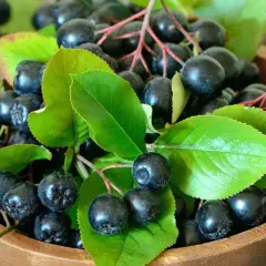 Aronia właściwości zdrowotne w pełnej krasie. Ciemne owoce aronii z zielonymi liśćmi w drewnianej misce.