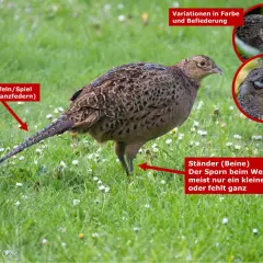 Ein weiblicher Fasan steht im Gras. Seine Schwanzfedern sind lang und gemustert. Kleine weiße Blüten bedecken den grünen Rasen.