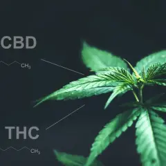 HHC a THC: Czy znasz różnice? Efekty, prawo i testy narkotykowe