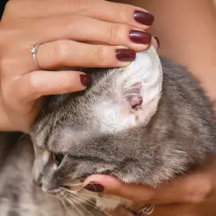 Ohrmilben bei Katzen behandeln: Die besten Medikamente und Tipps