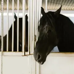 Piękny koń fryzyjski z bujną grzywą spogląda zza białych krat stajni.