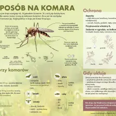 Duży komar na ilustracji to samica, która potrzebuje krwi do produkcji jaj.