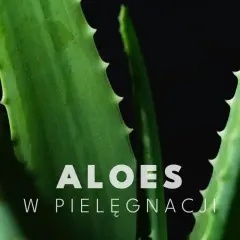Zbliżenie na soczyste liście aloesu, podkreślające jego właściwości na skórę. Tekst: "ALOES W PIELĘGNACJI".