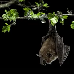 Un murciélago cuelga de una rama con hojas verdes, como si estuviera a punto de soñar con murciélagos.