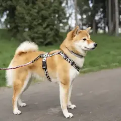 Uroczy shiba inu w szelkach i na smyczy stoi na ścieżce w parku, otoczony zielenią.