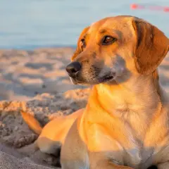 Złocisty piesek odpoczywa na piaszczystej plaży w Gdańsku, ciesząc się zachodzącym słońcem. Idealne miejsce, gdzie z psem na spacer.