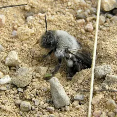 En fluffig biart i Sverige, med grå päls och mörka vingar, sitter på sandig mark bland småstenar och grässtrån.