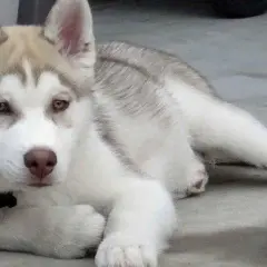 Jak długo żyją husky? Wszystko o długości życia i opiece nad tymi psami