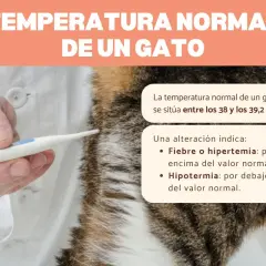 Veterinario mide la temperatura normal de un gato, entre 38 y 39,2 °C. Fiebre o hipotermia son alteraciones.