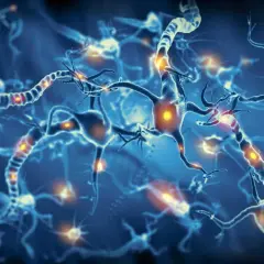 Sieć neuronów, gdzie impulsy elektryczne migoczą jak iskry. Czy to początek choroby świętego wita, czy tylko piękno biologii?