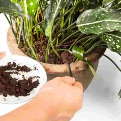 Mani che aggiungono fondi di caffè alle piante in vaso. Un cucchiaino raccoglie il caffè da un piattino bianco, pronto per nutrire la terra.