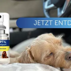 ADAPTIL Transport Spray hilft Hunden bei stressigen Situationen, wie z.B. bei der **Reisekrankheit Hund**. Ein entspannter Hund im Auto.