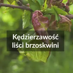 Kędzierzawość liści brzoskwini. Czas na oprysk na brzoskwinię, by uratować młode listki przed chorobą.