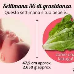 A 36 settimane di gravidanza, il tuo bimbo è grande come una lattuga romana, circa 47,5 cm e 2.650 g.