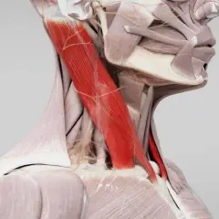 Der Musculus sternocleidomastoideus, ein kräftiger Halsmuskel, ist in Rot hervorgehoben.